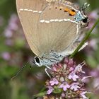 (4) Ein Pärchen des Kreuzdorn-Zipfelfalters (Satyrium = Thekla) spini 