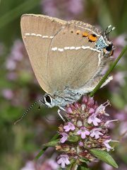 (4) Ein Pärchen des Kreuzdorn-Zipfelfalters (Satyrium = Thekla) spini 