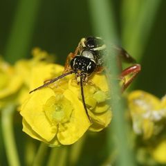 (4) Ein Weibchen der Blattwespe TENTHREDOPSIS STIGMA