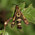 (4) Ein wirklich bunter Schmetterling - mit einer Spannweite von nur 17 bis 18 mm!