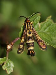 (4) Ein wirklich bunter Schmetterling - mit einer Spannweite von nur 17 bis 18 mm!