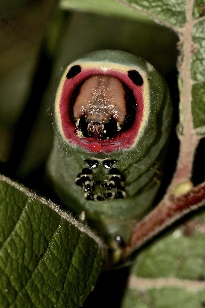 (4) Eine ausgewachsene Raupe des Großen Gabelschwanzes (Cerura vinula)!