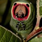 (4) Eine ausgewachsene Raupe des Großen Gabelschwanzes (Cerura vinula)!