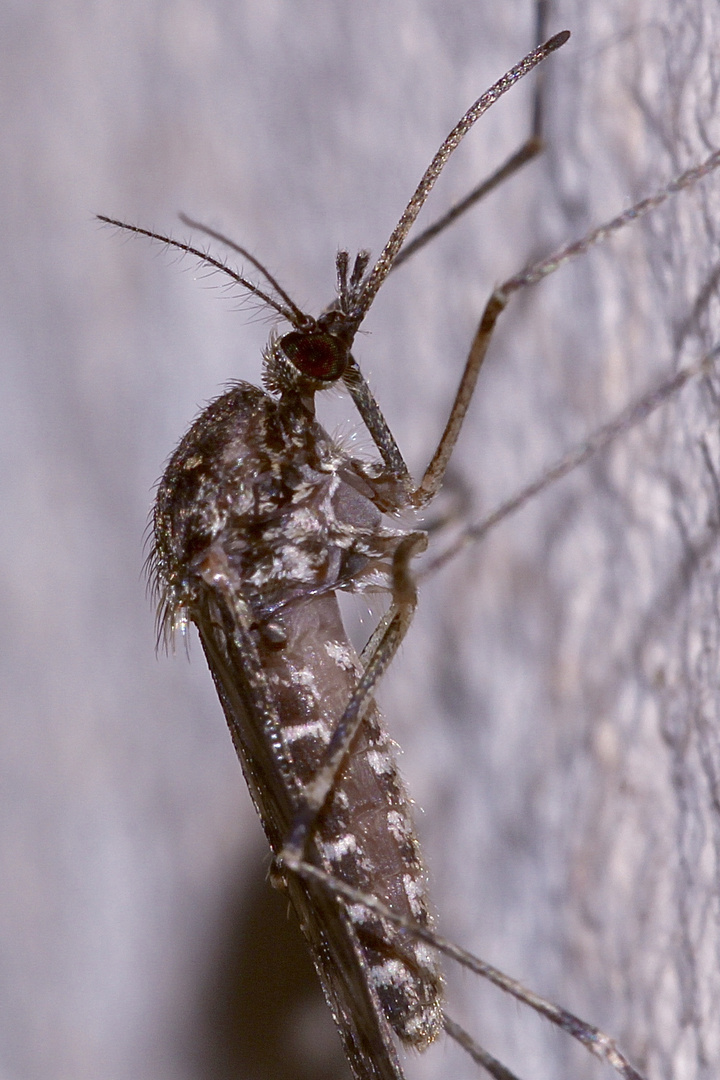 (4) Eine große weibliche Stechmücke - Culiseta annulata