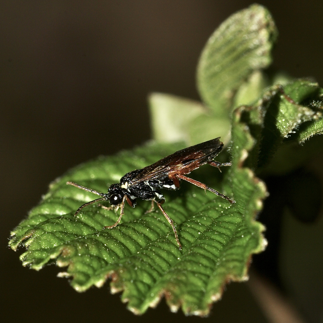 (4) Eine schöne Blattwespe: AGLAOSTIGMA AUCUPARIAE)