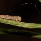 (4) Einiges vom Aurorafalter (Anthocharis cardamines), erlebt an einem einzigen Tag!