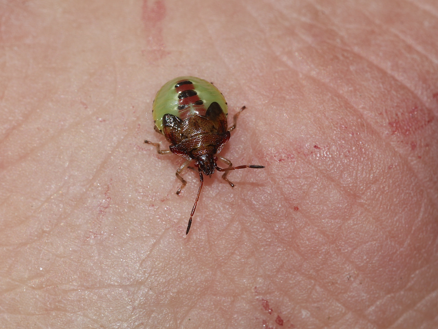 (4) Elasmucha ferrugata, die Heidelbeerwanze