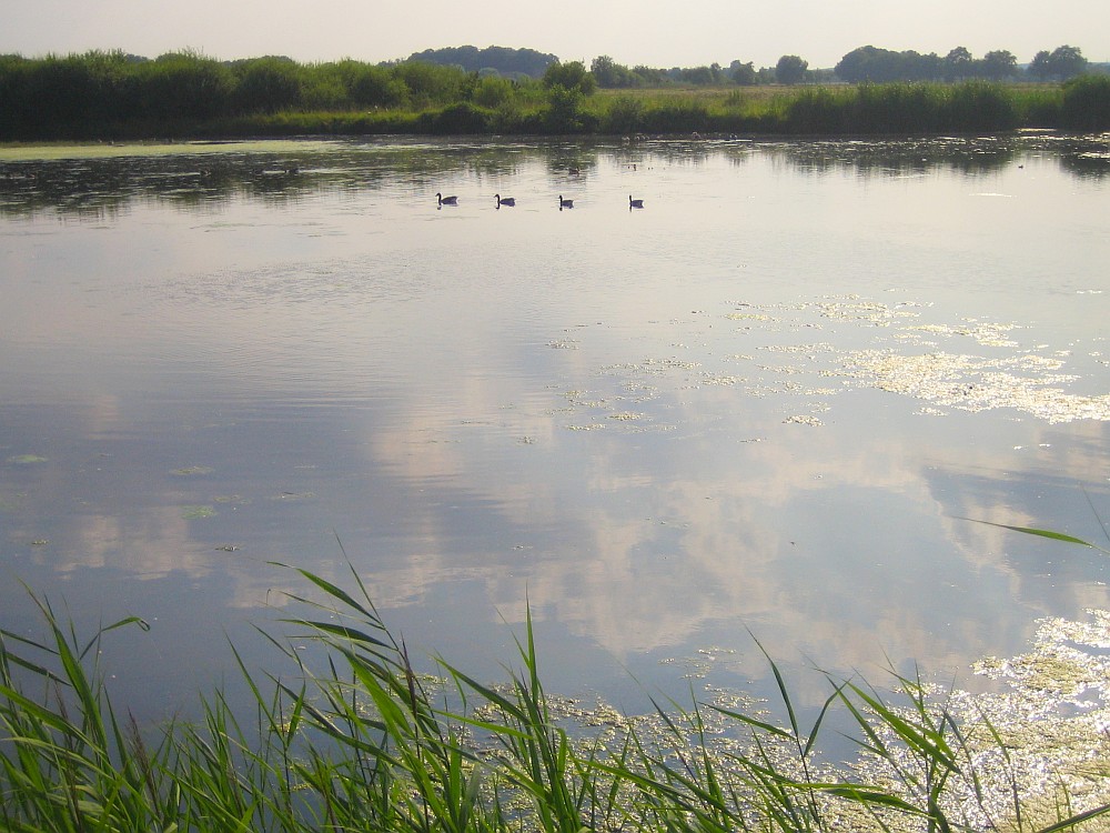 4 Enten auf dem See