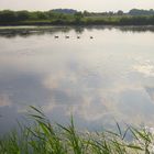 4 Enten auf dem See