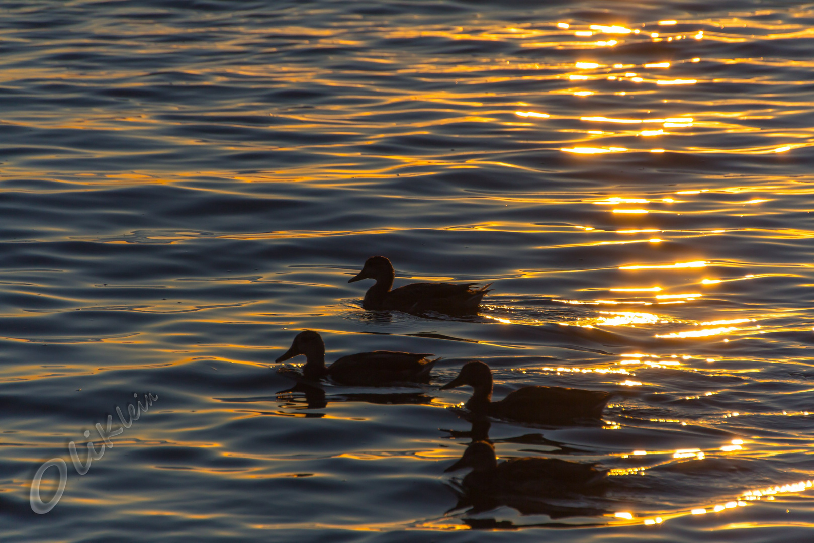 4 Enten im Sonnenuntergang