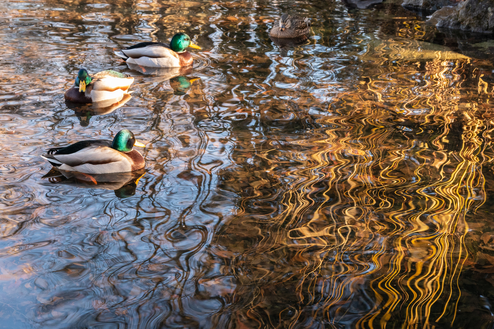 4 Enten im Wasser