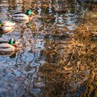 4 Enten im Wasser