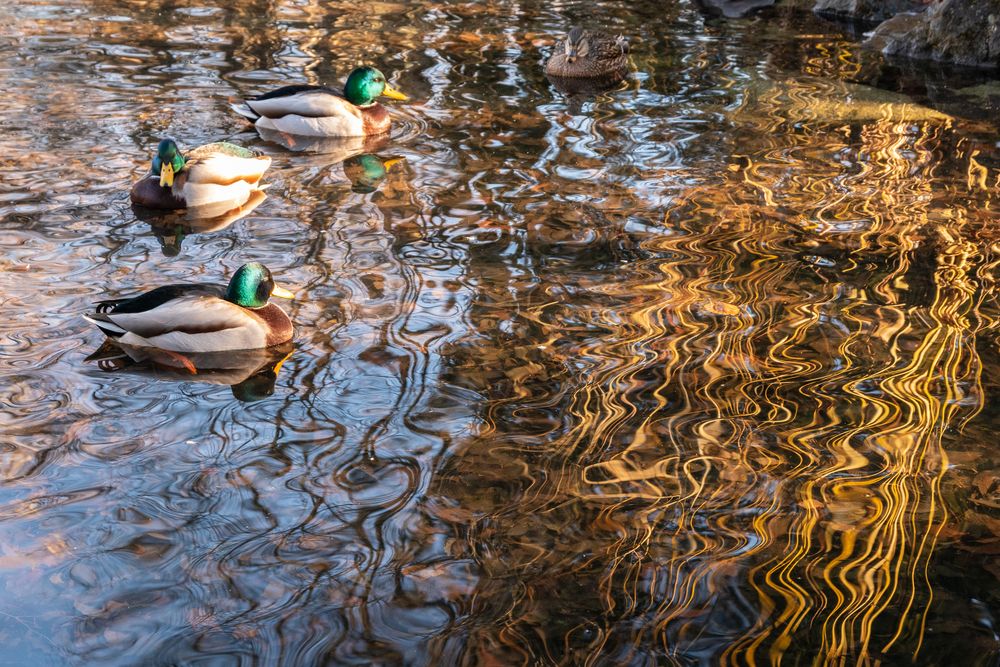 4 Enten im Wasser