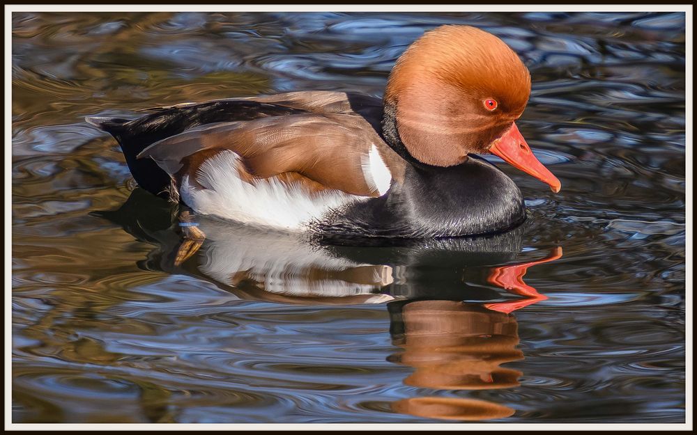 4. Entenbilder vom Feb. 2019