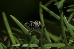 (4) EVARCHA ARCUATA, eine relativ häufige Springspinne ...