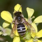 (4) FÄCHERFLÜGLER (Ordnung STREPSIPTERA)