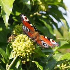 4 falsche Augen und ein Bienchen