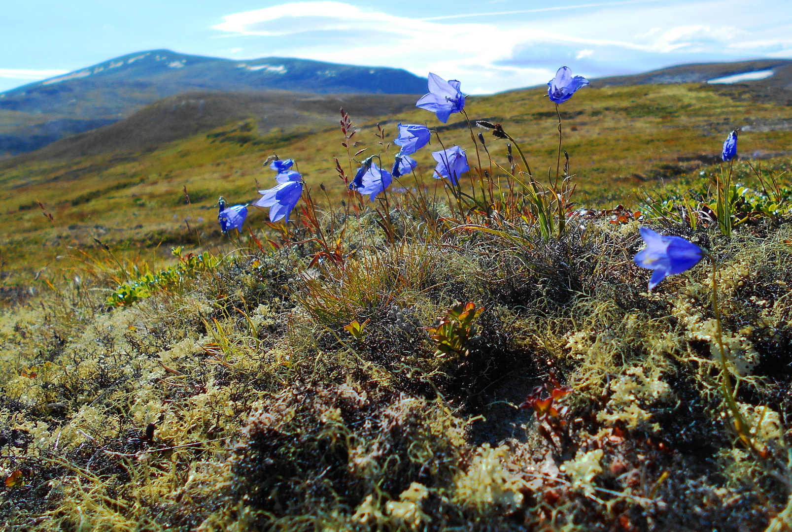 4 Fjellblüten