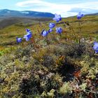 4 Fjellblüten