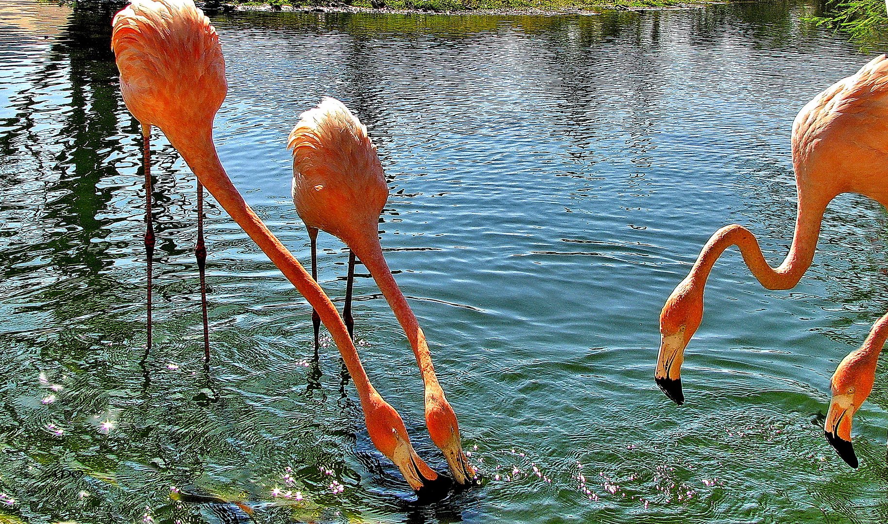 4 flamants roses 