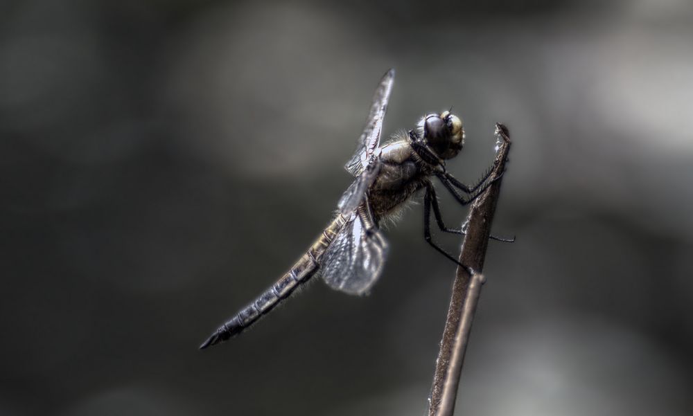 4-Fleck Libelle am Teich