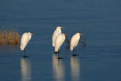 4 " Frostzapfen " auf dem Eis - Silberreiher (Ardea alba)