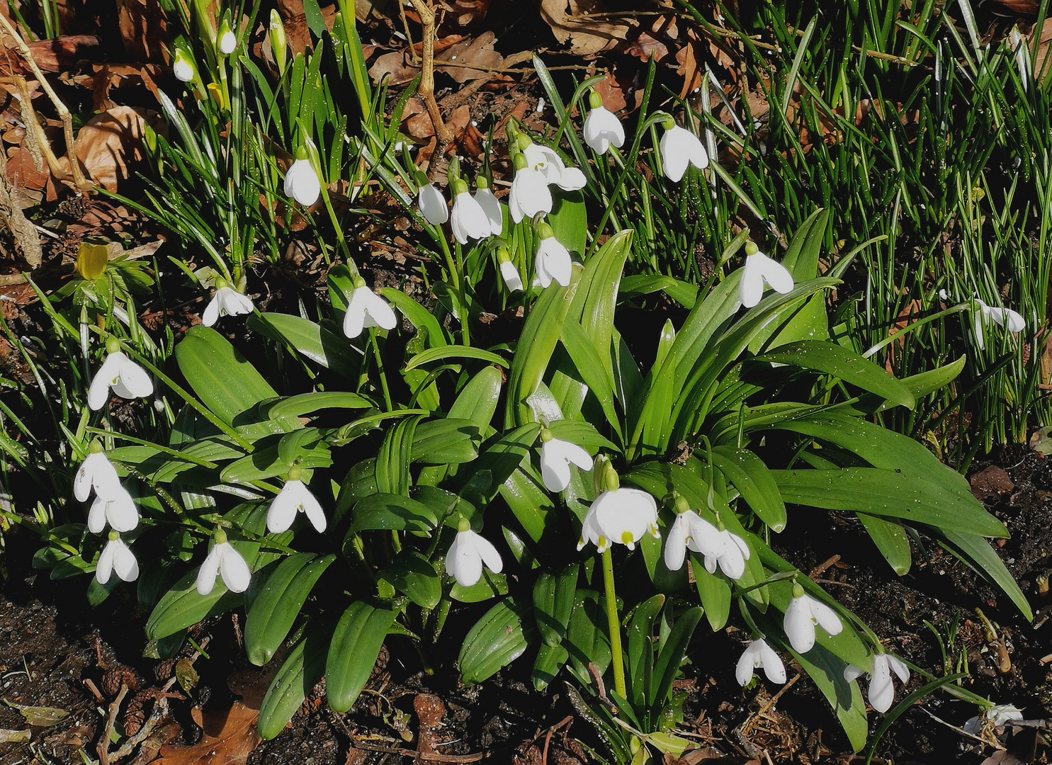 (4) Frühling lässt grüßen... 