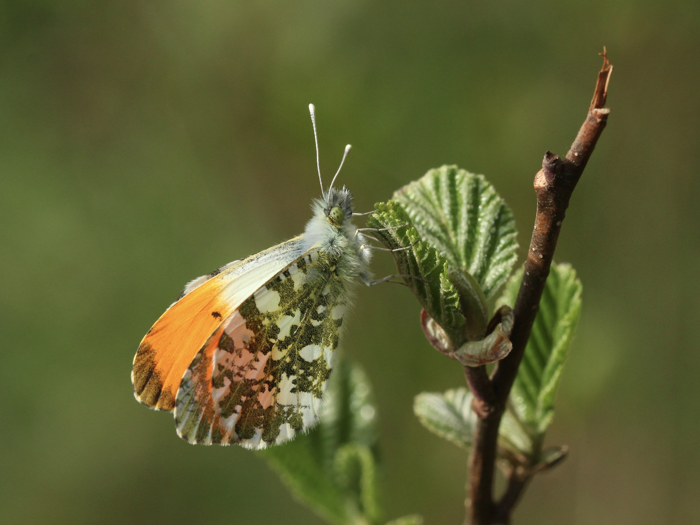 (4) Frühlingsfarben: Ein Aurorafalter-Männchen (Anthochares cardamines) vor dem Jungfernflug!