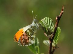 (4) Frühlingsfarben: Ein Aurorafalter-Männchen (Anthochares cardamines) vor dem Jungfernflug!