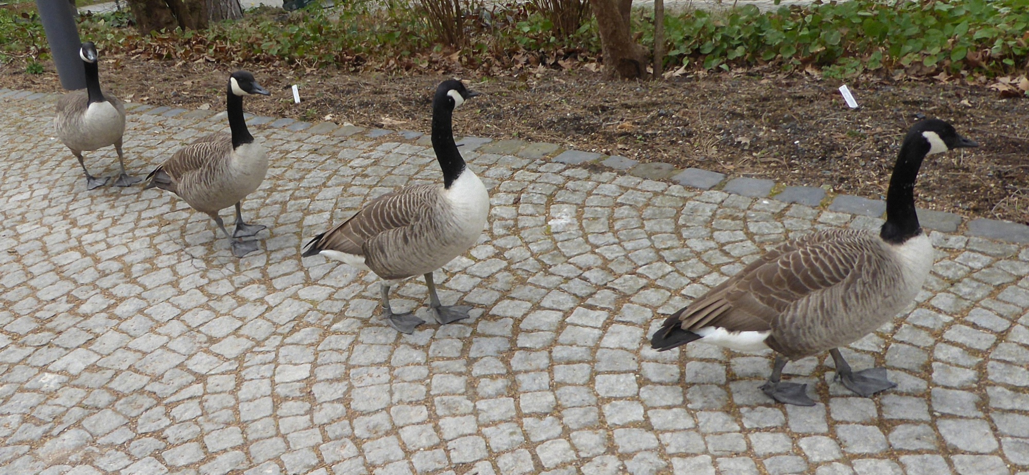 4 Gänse im Gänsemarsch