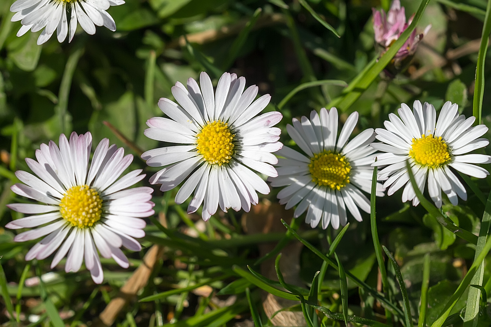 4 Gänseblümchen