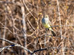 4) Galapagos Flycatcher.              SC9491-2