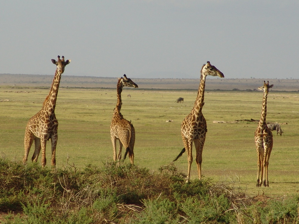 4 girafes au Parc Amboseli du Kenya