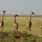 4 girafes au Parc Amboseli du Kenya