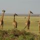 4 girafes au Parc Amboseli du Kenya