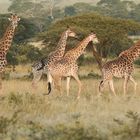 4 Giraffen