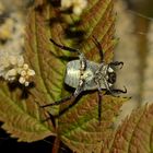 (4) Goldstaub-Laubkäfer (Hoplia argentea), Weibchen, Unterseite