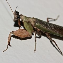 (4) Gottesanbeterinnen aus dem Krüger-Nationalpark (KNP) in Südafrika