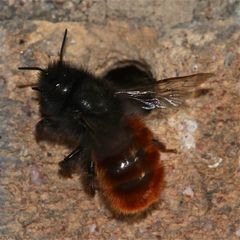 (4) Hier sieht man, warum die Gehörnte Mauerbiene (Osmia cornuta) ihren Namen zu recht trägt : . . .