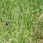 (4) Hilltopping, Tarnung und Eiablage des WEISSEN WALDPORTIERs (BRINTESIA CIRCE)