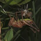 (4) Imaginalhäutung der Gemeinen Strauchschrecke (Pholidoptera griseoaptera)