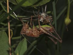 (4) Imaginalhäutung der Gemeinen Strauchschrecke (Pholidoptera griseoaptera)