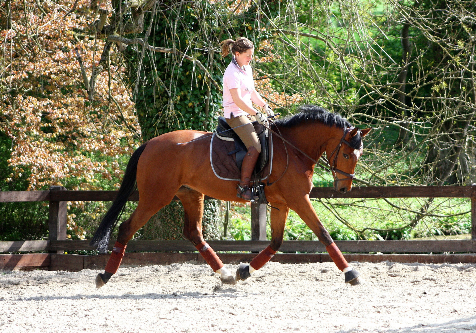 4 Jähriger Sir Donnerhall Sohn...