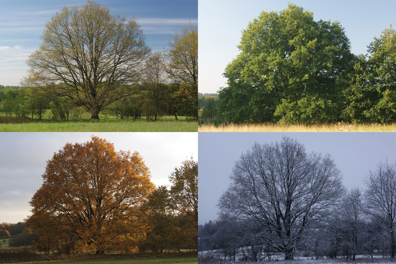 4 Jahreszeiten Foto & Bild | jahreszeiten, baum, frühling Bilder auf