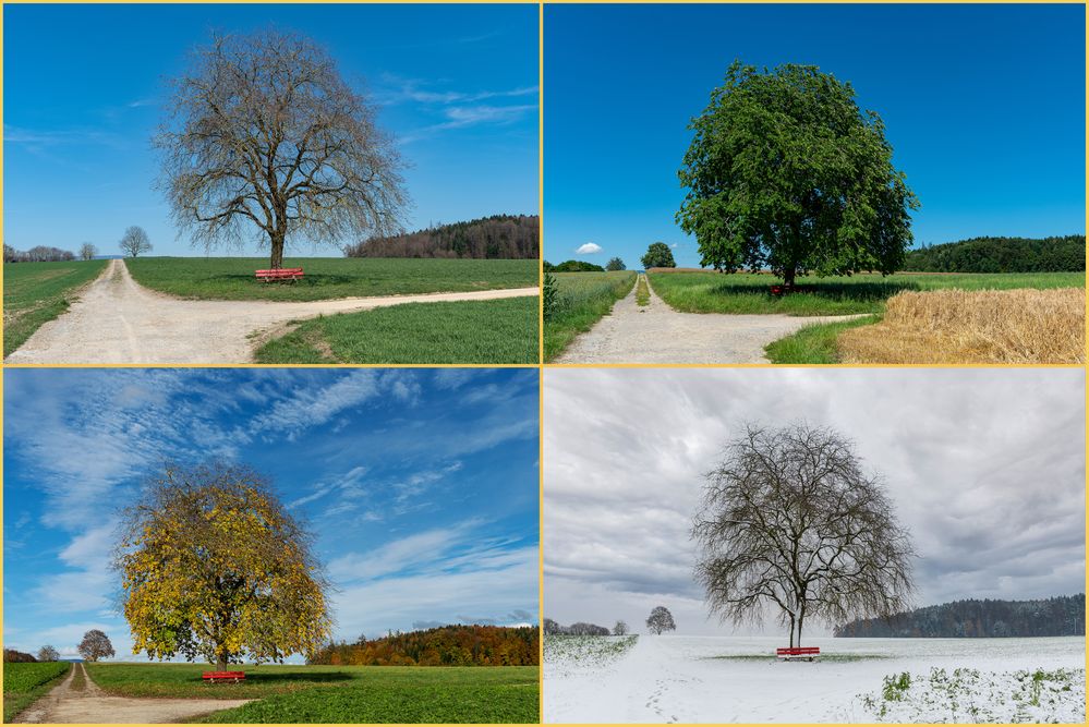 4 Jahreszeiten Foto & Bild | landschaften, solitär, rückblick Bilder
