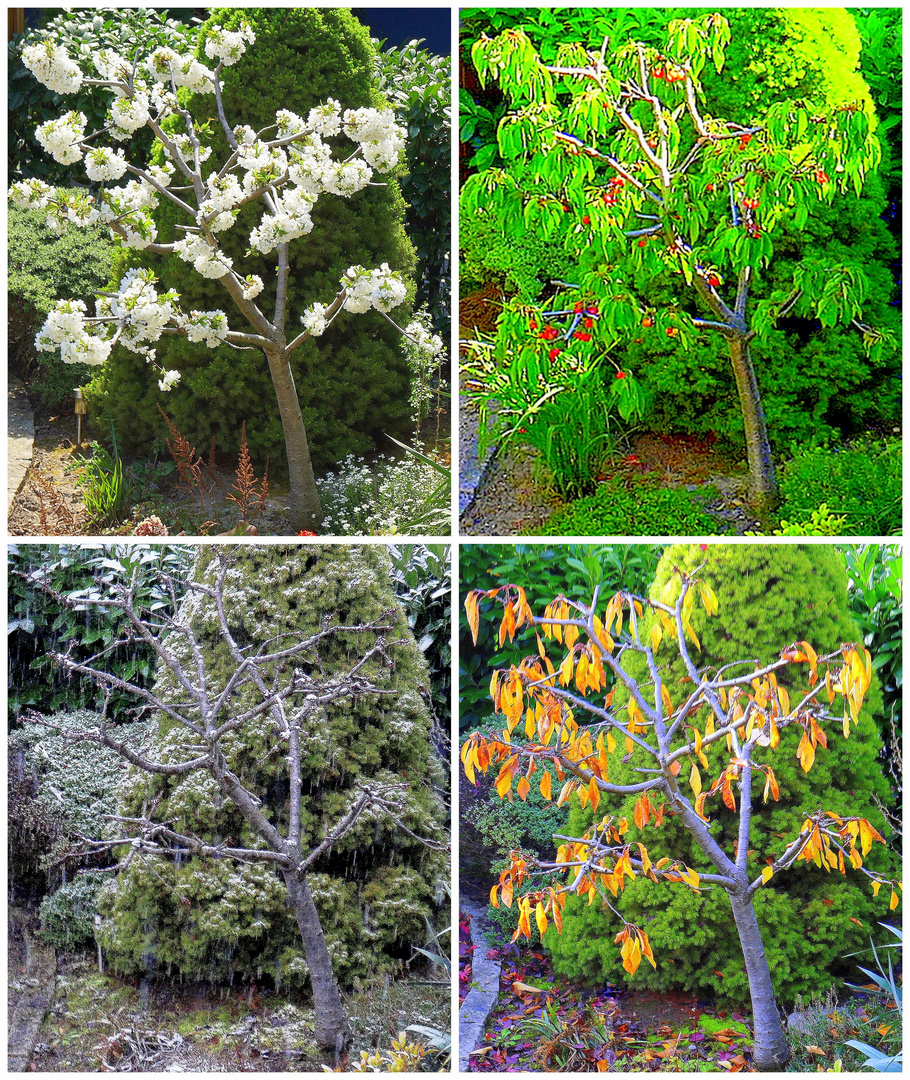 4 JahreszeitenKirschbaum Foto & Bild world, spezial, bäume Bilder