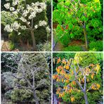 4 Jahreszeiten:Kirschbaum