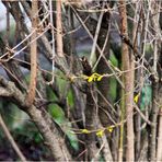 4. Januar: Forsythia