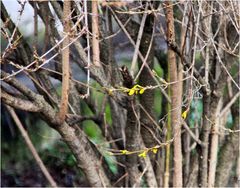 4. Januar: Forsythia