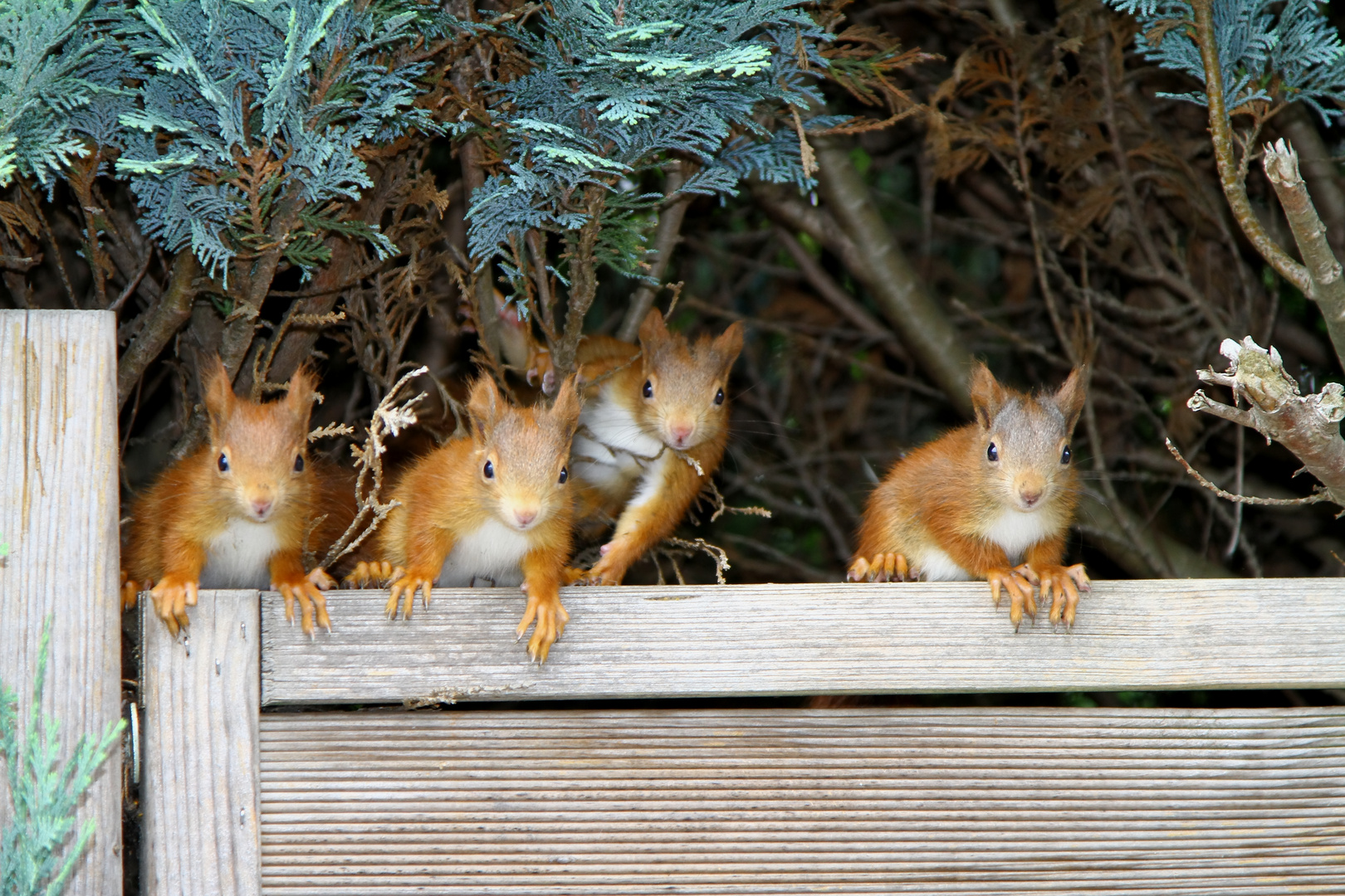 4 junge Eichhörnchen